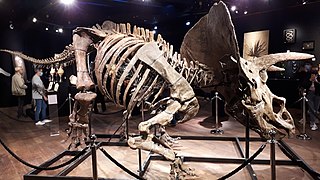 Big John triceratops skeleton 5.jpg