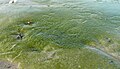Crozon : plage de Morgat, algues vertes en début de développement 1