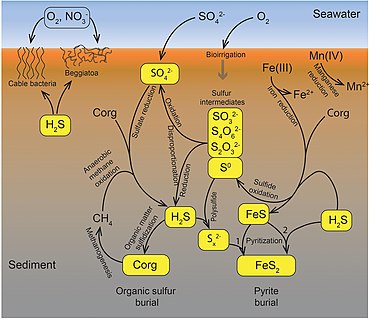 Biogeochemical sulfur cycle of marine sediments
Arrows indicate fluxes and pathways of biological or chemical processes. Microbial dissimilatory sulfate reduction to sulfide is a predominant terminal pathway of organic matter mineralization in the anoxic seabed. Chemical or microbial oxidation of the produced sulfide establishes a complex network of pathways in the sulfur cycle, leading to intermediate sulfur species and partly back to sulfate. The intermediates include elemental sulfur, polysulfides, thiosulfate, and sulfite, which are all substrates for further microbial oxidation, reduction or disproportionation. New microbiological discoveries, such as long-distance electron transfer through sulfide oxidizing cable bacteria, add to the complexity. Isotope exchange reactions play an important role for the stable isotope geochemistry and for the experimental study of sulfur transformations using radiotracers. Microbially catalyzed processes are partly reversible whereby the back-reaction affects our interpretation of radiotracer experiments and provides a mechanism for isotope fractionation. Biogeochemical sulfur cycle of marine sediments.jpg