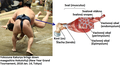 Biomechanics-sumo-anatomy-muscles.png