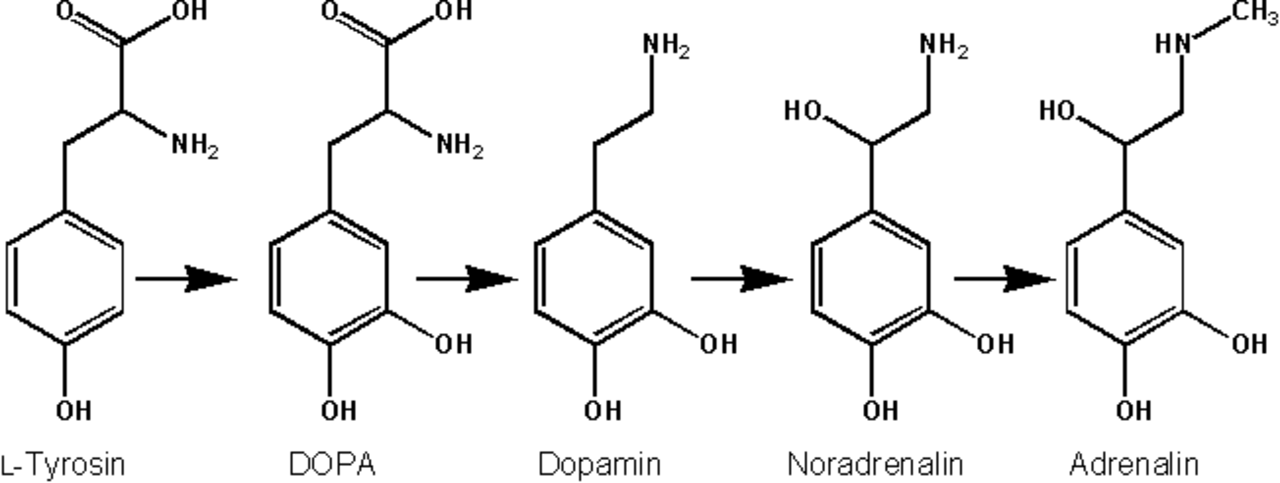 Montagem adrenalina proof nation. Тирозин в адреналин. Тирозин дофамин. Адреналин и норадреналин. Epinephrine Synthesis.