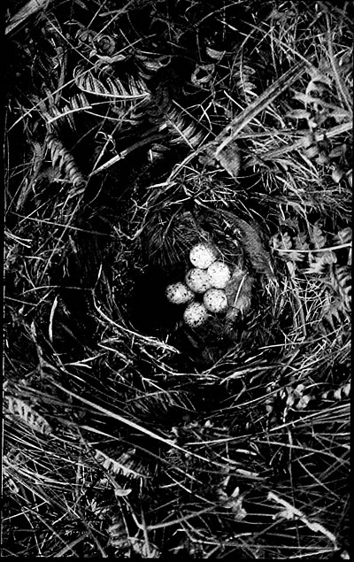 Nest of Grasshopper Warbler