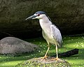 * Nomination Black-crowned night heron in Prospect Park, Brooklyn --Rhododendrites 18:18, 24 May 2021 (UTC) * Promotion  Support Good quality. --Knopik-som 18:35, 24 May 2021 (UTC)  Support Good quality. --PsamatheM 20:31, 24 May 2021 (UTC)