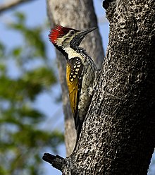 Black-rumped Flameback at New Delhi, India Black-rumped Flameback AMSM0470.jpg