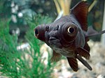 Black Moor Fish.jpg