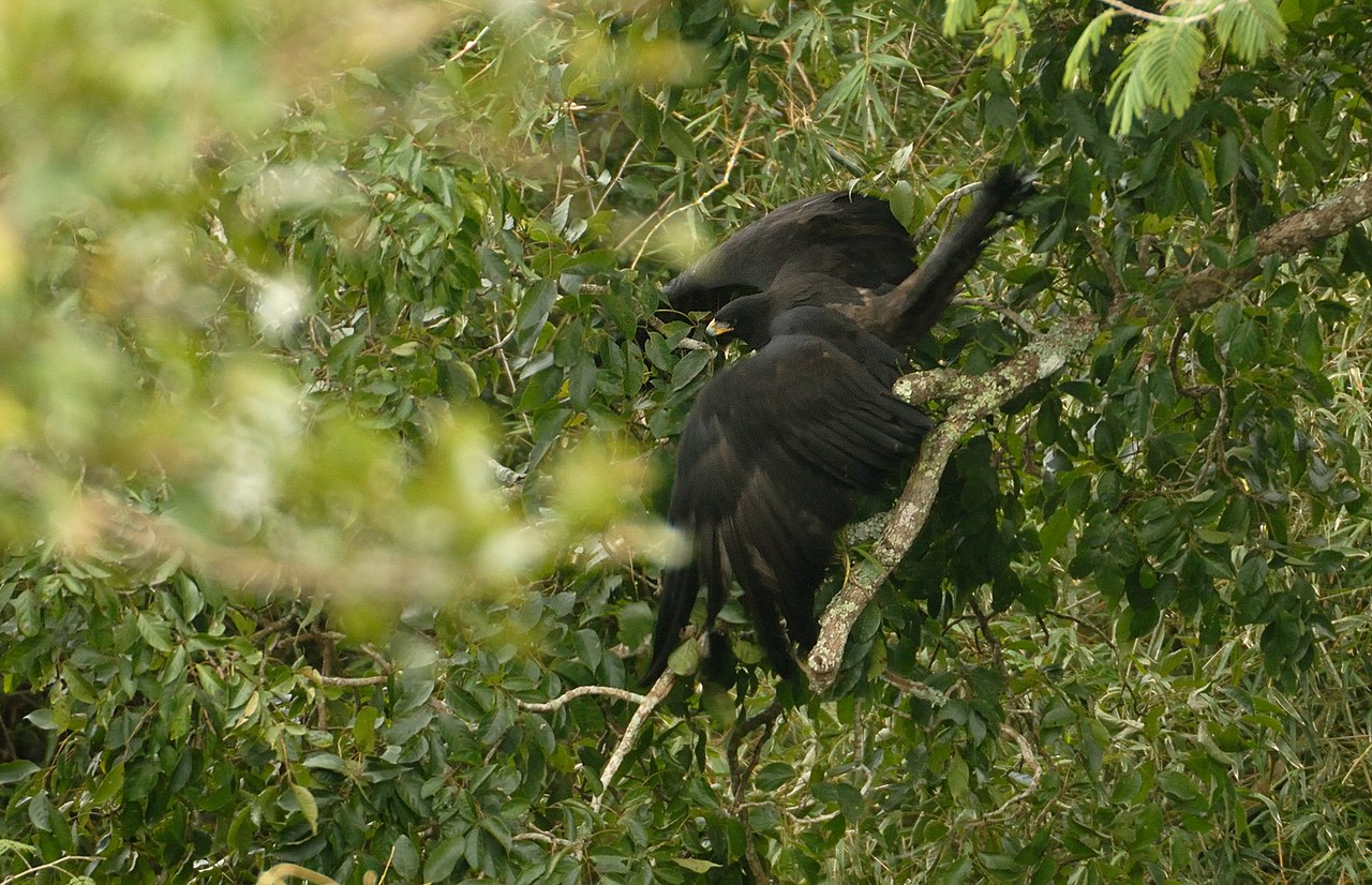 Black Eagle - Wikidata