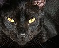 Black male domestic cat 01small.jpg