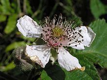 R. fruticosus flower Blackberry flower 01.jpg