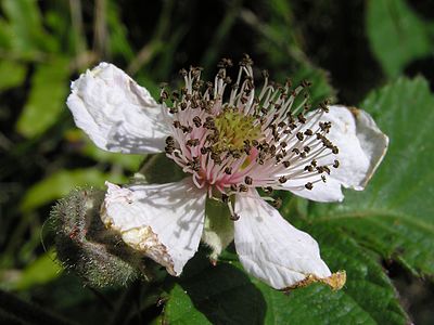 Blackberry flower