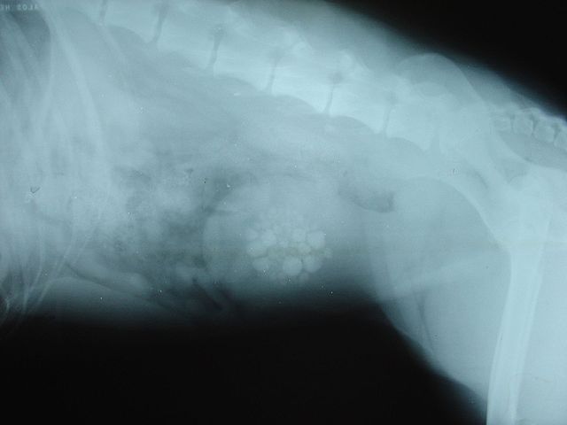X-ray of bladder stones in a dog
