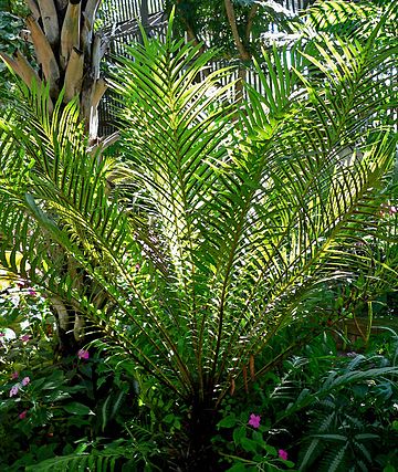 File:Blechnum moorei 1.jpg