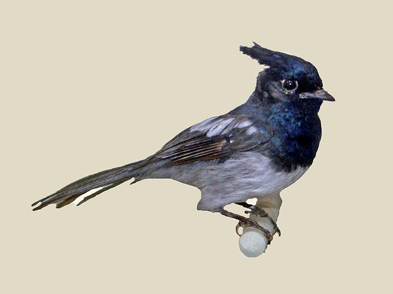 File:Blue Mantled Crested Flycatcher specimen RWD.jpg