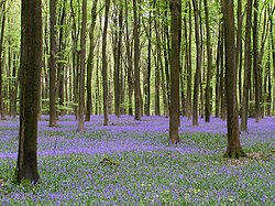 Bluebells di Micheldever Kayu - geograph.org.inggris - 165487.jpg