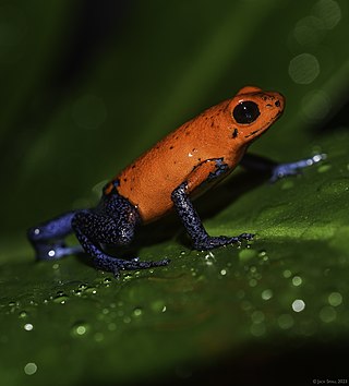 <i>Oophaga</i> Genus of amphibians