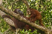 Bornean orangutan (Pongo pygmaeus), Tanjung Putting National Park 02.jpg