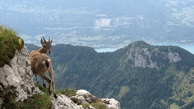 File:Bouquetin lac annecy.jpg