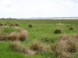 Bowness Marsh a Bowness Wath - geograph.org.uk - 3492600.jpg