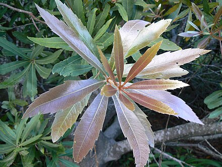 Leaf whorls on a woody tree, Brabejum stellatifolium