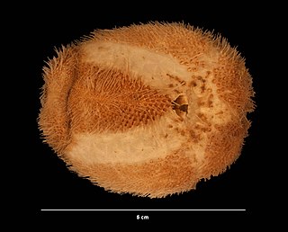 Brissopsis pacifica Species of sea urchin