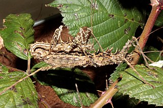 <i>Brockphasma</i> Genus of stick insects