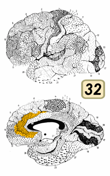 Brodmann area 32