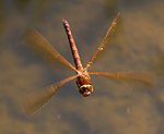 Brown Dragonfly 1 (7622685534).jpg
