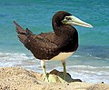 A Brown Booby in Oahu.