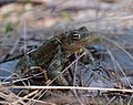 * Nomination: Common toad (Bufo bufo) near Joutsijärvi, Finland. --Kallerna 11:45, 14 May 2020 (UTC) * Review It's very difficult to take such a photo. But for QI it is not sharp enough as I think. Especially the left foot is blurred. -- Spurzem 11:49, 14 May 2020 (UTC)