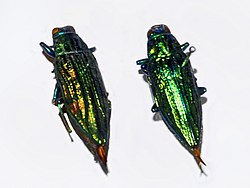 Buprestidae - Chrysodema radians.JPG