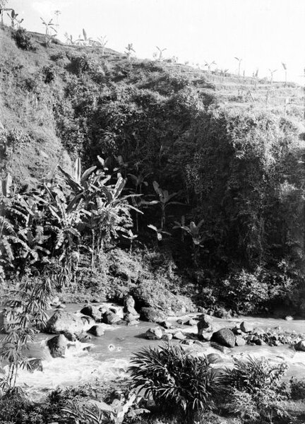 File:COLLECTIE TROPENMUSEUM Ravijn met wilde bananenbomen (pisang) te Salatiga Midden-Java TMnr 10011578.jpg