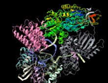 Cleavage and polyadenylation specificity factor quaternary complex CPSF2 highlighted within CPSF complex.png