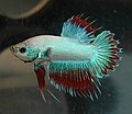 Crowntail Plakat