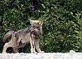 Wolf cub, where the adult form is generally not seen as cute