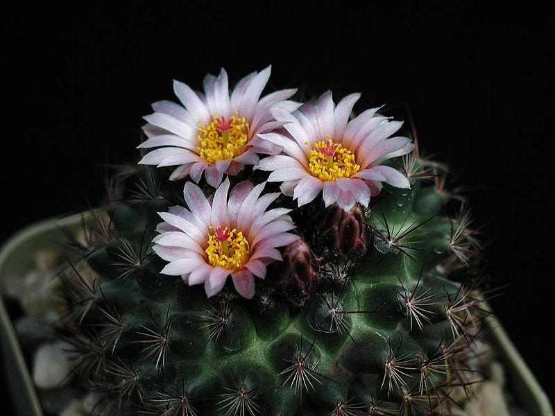 File:Cactus thorns flowering.jpg