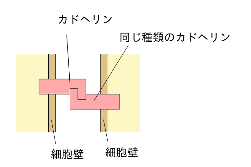 File:Cadherin diagram jp.svg