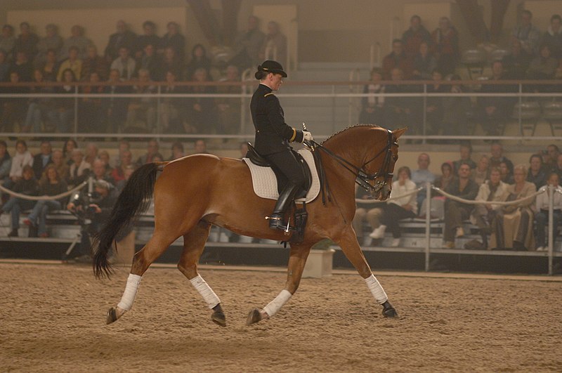 File:Cadre noir - cheval au trot.jpg