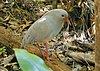 Kagu