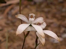 Caladenia ustulata - פליקר 005.jpg