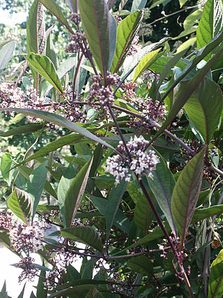 <i>Callicarpa kwangtungensis</i> Species of flowering plant