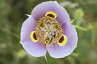 <i>Calochortus superbus</i> Species of flowering plant
