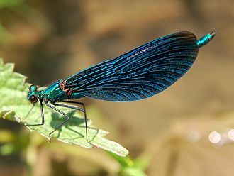 The Beautiful Demoiselle was named Libellula virgo in 1758. Calopteryx Luc Viatour.JPG