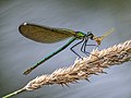 * Nomination Female banded demoiselle (Calopteryx splendens) --Isiwal 19:17, 28 July 2019 (UTC) * Promotion GQ --Palauenc05 20:22, 28 July 2019 (UTC)