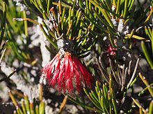 Calothamnus gibbosus (barglar va gullar) .jpg