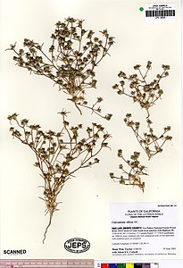 Calycadenia villosa.jpg