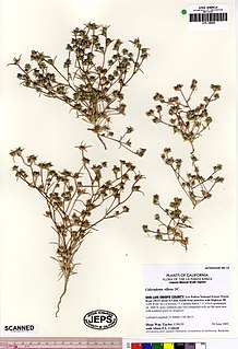 <i>Calycadenia villosa</i> species of plant