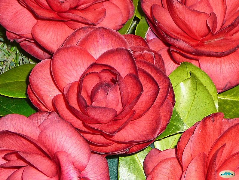 File:Camelia0026 (4398076410).jpg