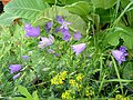 Campanula scheuchzeri