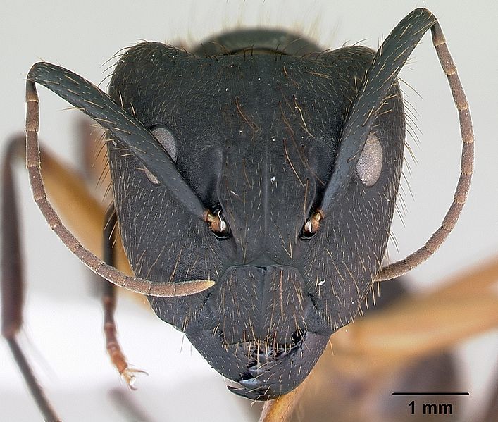 File:Camponotus renggeri casent0173440 head 1.jpg