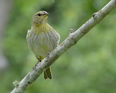 Sicalis flaveola (Saffron Finch)