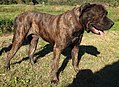 Dogo Canario Bild wurde von mir etwas modifiziert